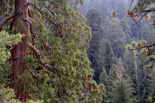 USA, California, Sequoia NP, View into sequoia forest