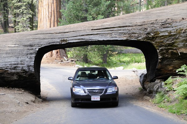 USA, California, Sequioa NP, Car driving through Tunnel Log