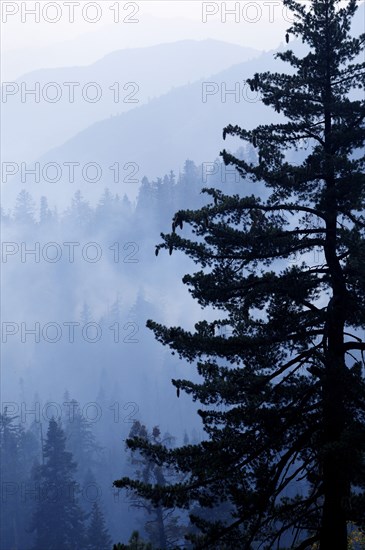 USA, California, Sequioa NP, Dusk view of sequoia forest