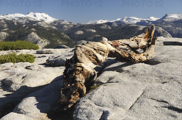 USA, California, Yosemite NP, "Dead pine & mountain views, Sentinel Dome"