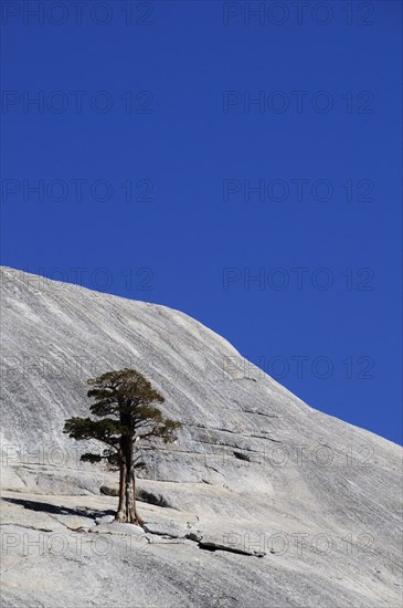 USA, California, Yosemite NP, "Moutain & single tree, view from Tioga Road"