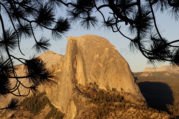 USA, California, Yosemite NP, Half Dome at sunset with pine branch silhouette