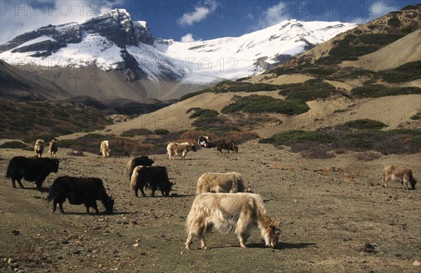 NEPAL, Annapurna Circuit, Yaks grazing below the snow covered peak of Kang La Pass on sparse vegetation of lower slopes.