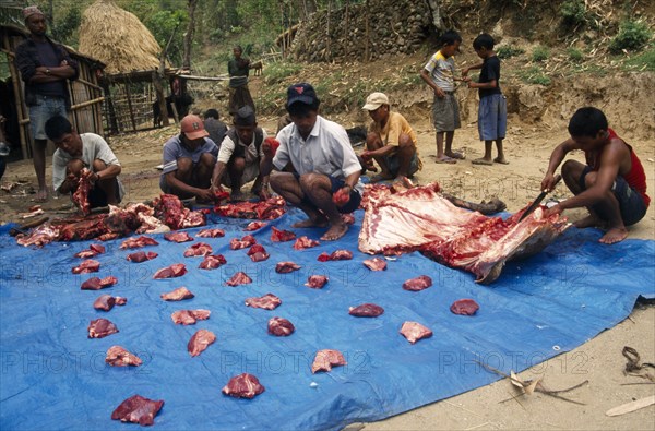 NEPAL, Annapurna Circuit, Men butchering a freshly slaughtered buffalo carcass to divide amongst the villagers in Bahundanda.