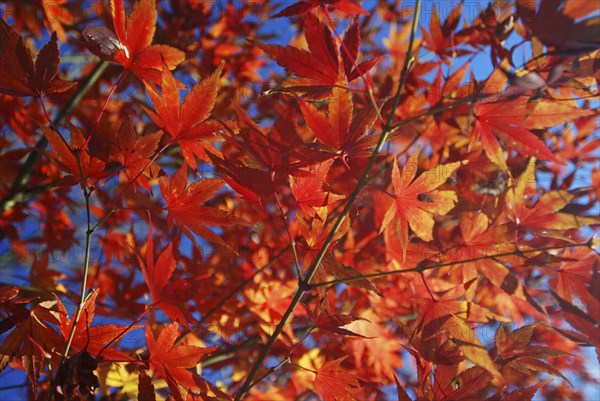 JAPAN, Honshu, Tokyo, Branches and leaves of Japanese Acer Maple Tree.