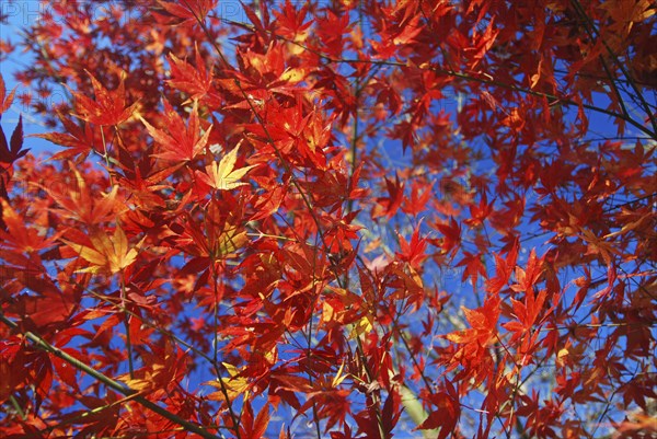 JAPAN, Honshu, Tokyo, Branches and leaves of Japanese Acer Maple Tree.