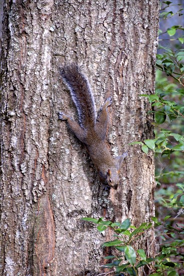 USA, Georgia, Savannah, Squirel climbing down a tree.