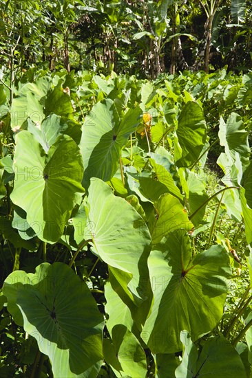 WEST INDIES, Grenada, St John, Callaloo crop growing beside a banana plantation.