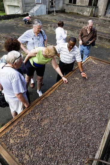WEST INDIES, Grenada, St John, Tourists with local guide looking at and touching cocoa beans drying in the sun on racks at the Douglaston Estate.