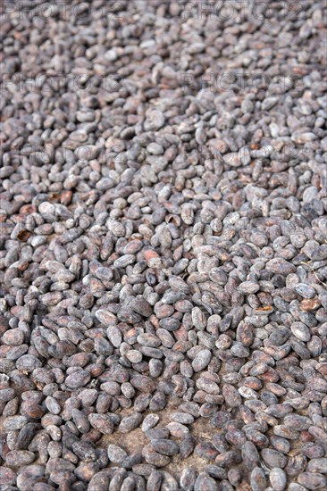 WEST INDIES, Grenada, St John, Cocoa beans drying in the sun on racks at the Douglaston Estate.