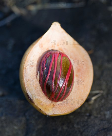 WEST INDIES, Grenada, St George, Nutmeg in the fruit showing the red mace.