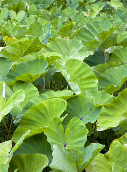 WEST INDIES, Grenada, St John, Detail of Callaloo crop.