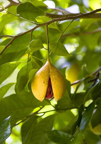 WEST INDIES, Grenada, St John, Ripe open and ready to harvest nutmeg fruit growing on a tree showing the nutmeg inside coverred with red mace.