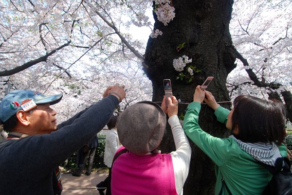 JAPAN, Honshu, Tokyo, "Chiyoda - Chidorigafuchi Park, two women use cell phones to take photo of cherry blossoms, man using digital camera"