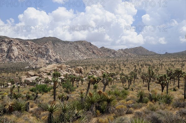 USA, California, Joshua Tree National Park, "View of Covington Flats from Hidden Valley, Joshua Tree National Park"