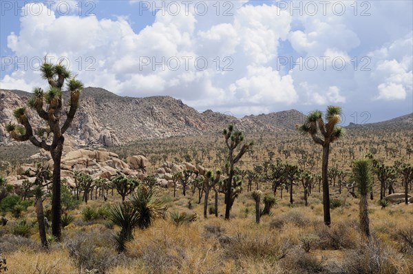 USA, California, Joshua Tree National Park, "View of Covington Flats from Hidden Valley, Joshua Tree National Park"