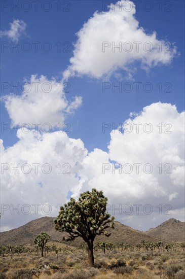 USA, California, Joshua Tree National Park, Joshua Tree National Park