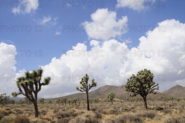 USA, California, Joshua Tree National Park, "Joshua Trees, Joshua Tree National Park"