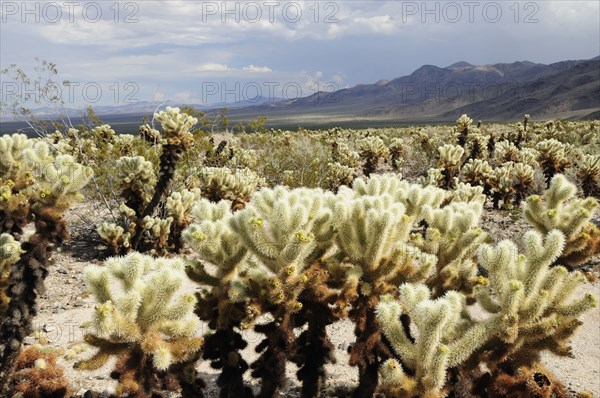 USA, California, Joshua Tree National Park, "Cholla Cactus Garden, Joshua Tree National Park"