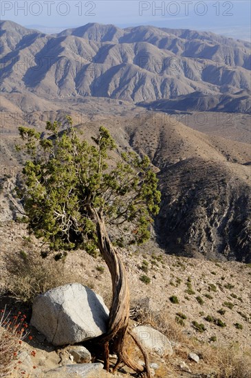 USA, California, Joshua Tree National Park, "Twisted tree & mountain view from Keys View, Joshua Tree National Park"