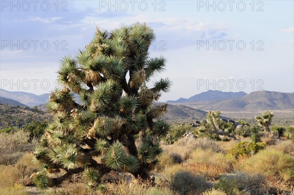 USA, California, Joshua Tree National Park, "Joshua Tree & views, Joshua Tree National Park"