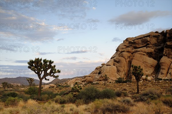 USA, California, Joshua Tree National Park, "Joshua Tree & boulder, Joshua Tree National Park"