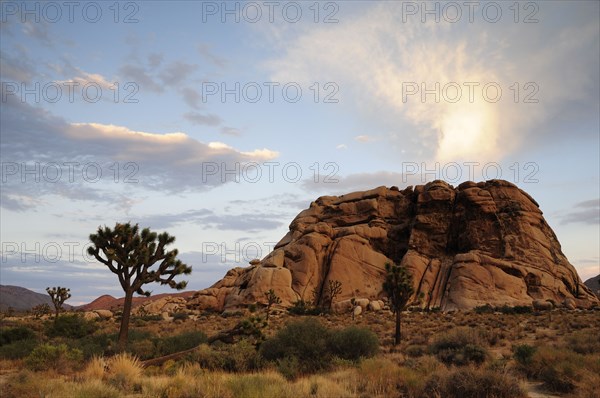 USA, California, Joshua Tree National Park, "Joshua Tree & boulder, Joshua Tree National Park"