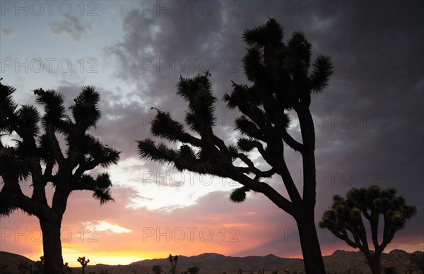 USA, California, Joshua Tree National Park, "Joshua Trees at sunset, Joshua Tree National Park"