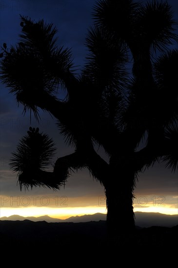 USA, California, Joshua Tree National Park, "Joshua Tree at sunset, Joshua Tree National Park"