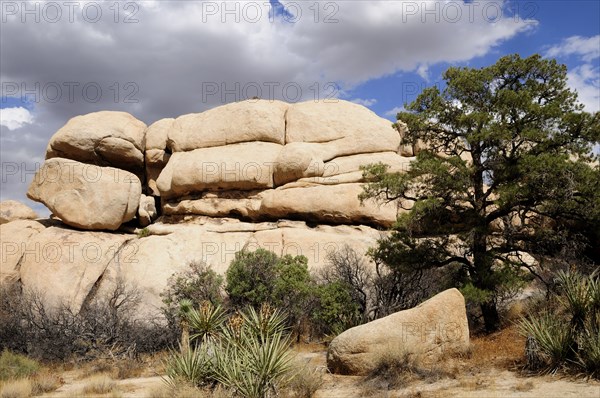 USA, California, Joshua Tree National Park, "Boulder with Pinyon pine, Joshua Tree National Park"