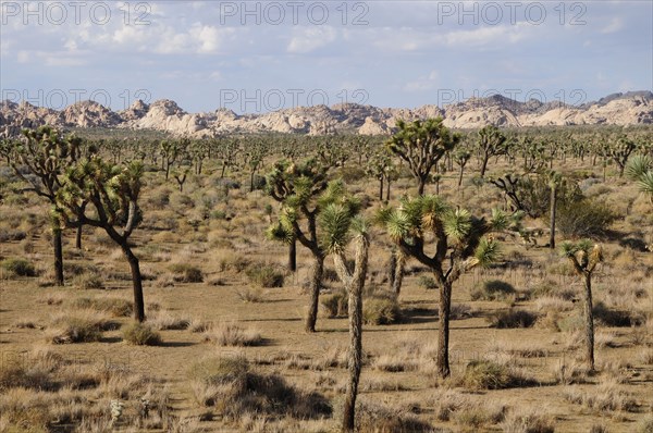 USA, California, Joshua Tree National Park, "Joshua Trees, Joshua Tree National Park"