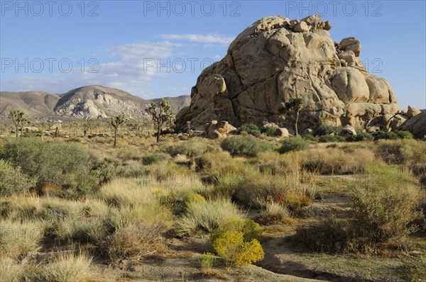 USA, California, Joshua Tree National Park, "Hidden Valley, Joshua Tree National Park"