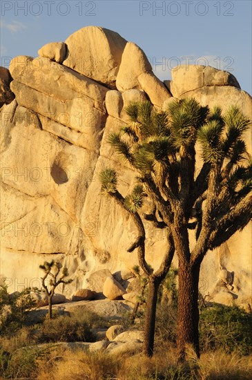 USA, California, Joshua Tree National Park, "Joshua Tree & boulder at Hidden Valley, Joshua Tree National Park"
