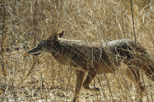 USA, California, Los Angeles, "Coyote, Griffith Park"