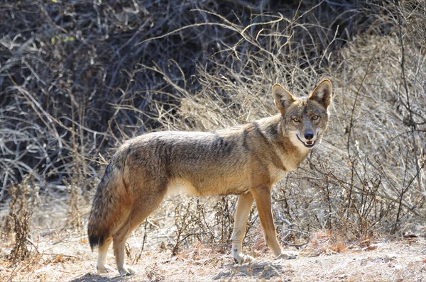 USA, California, Los Angeles, "Coyote, Griffith Park"