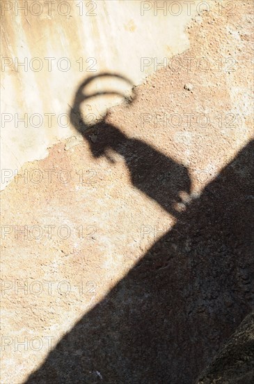 USA, California, Los Angeles, "Shadow of Nubian Ibex, LA Zoo, Griffith Park"