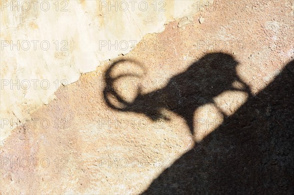 USA, California, Los Angeles, "Shadow of Nubian Ibex, LA Zoo, Griffith Park"