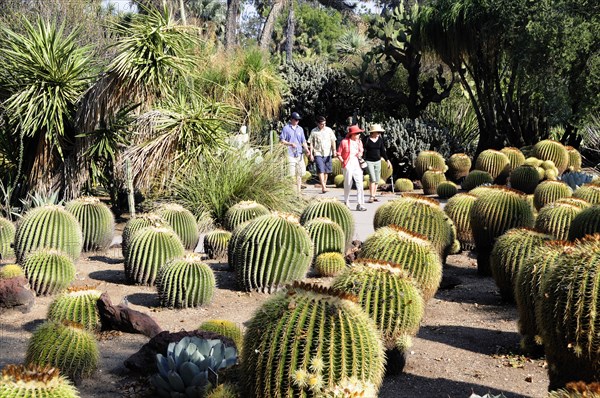 USA, California, Los Angeles, "Golden Barrels, Desert Garden, The Huntington, Pasadena. Cactus plants"