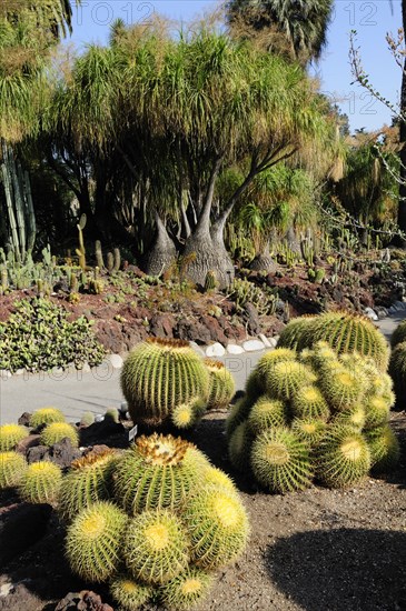 USA, California, Los Angeles, "Golden Barrels, Desert Garden, The Huntington, Pasadena. Cactus plants"