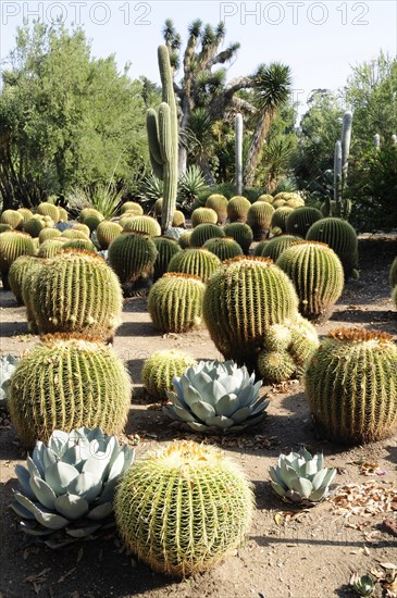 USA, California, Los Angeles, "Golden Barrels, Desert Garden, The Huntington, Pasadena. Cactus plants"