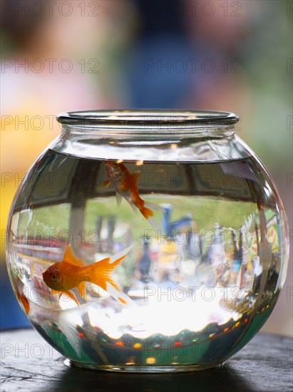 ENGLAND, West Sussex, Findon, Findon village Sheep Fair Two Goldfish in a bowl on a fairground stall with people in the background inverted in the glass bowl.
