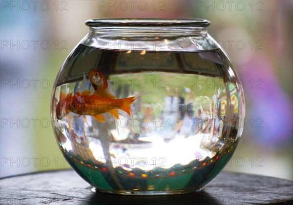 ENGLAND, West Sussex, Findon, Findon village Sheep Fair Two Goldfish in a bowl on a fairground stall with people in the background inverted in the glass bowl.