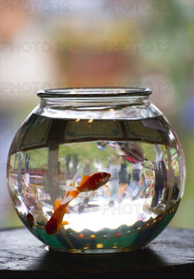 ENGLAND, West Sussex, Findon, Findon village Sheep Fair Two Goldfish in a bowl on a fairground stall with people in the background inverted in the glass bowl.