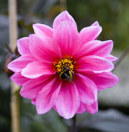 ENGLAND, West Sussex, Chichester, Bumble bee on a dark pink Dahlia flower in a garden.