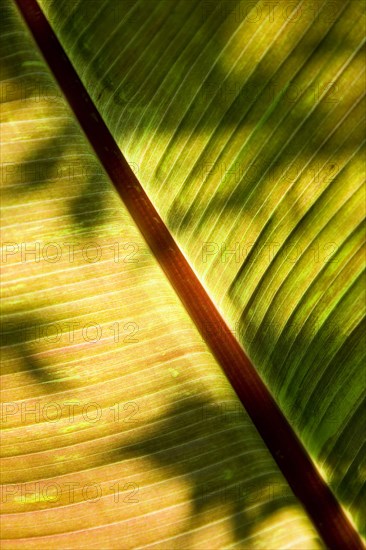 ENGLAND, West Sussex, Chichester, Plant Tree Leaf detail of Red Abyssinian or Ethiopian banana Musa ensete rubra growing in an English garden.