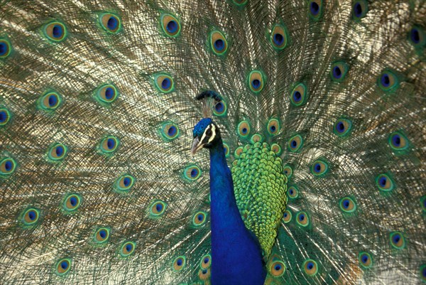 ANIMALS, Birds, Single, "Peacock, Pavo cristatus with tail spread to show iridescent plumage and eye like markings of feathers."