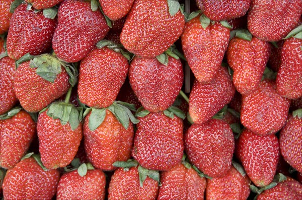 THAILAND, North, Chiang Mai, Close up of locally grown fresh strawberries on sale in market.