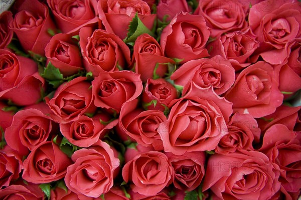 THAILAND, North, Chiang Mai, Close up of locally grown fresh Roses on sale in market.