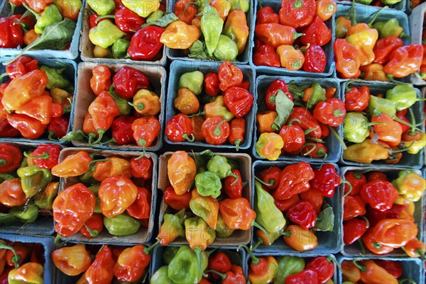 USA, New York State, Rochester, "Public Market, pints of colorful hot peppers, red, orange, grean and yellow, Chilli, Chillies, Scotch Bonnet."