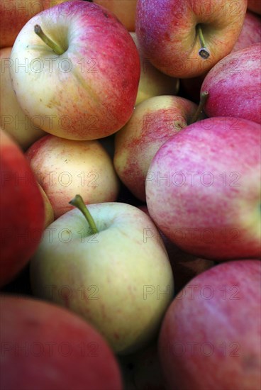 USA, New York State, Cooperstown, "Fly Creek Cider Mill, big bin of apples. "